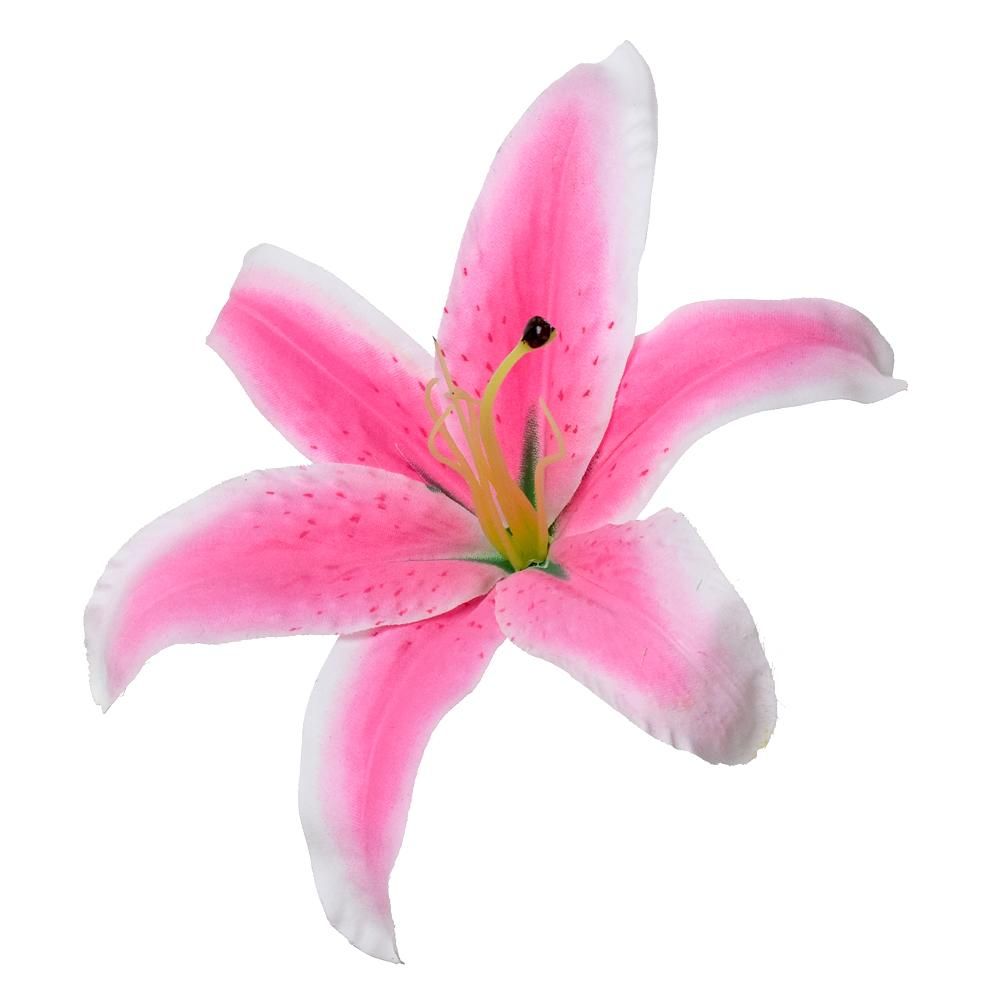Lilie vazbová - růžová