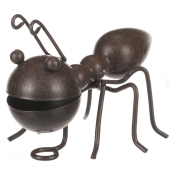 Mravenec kov - černohnědá, malý